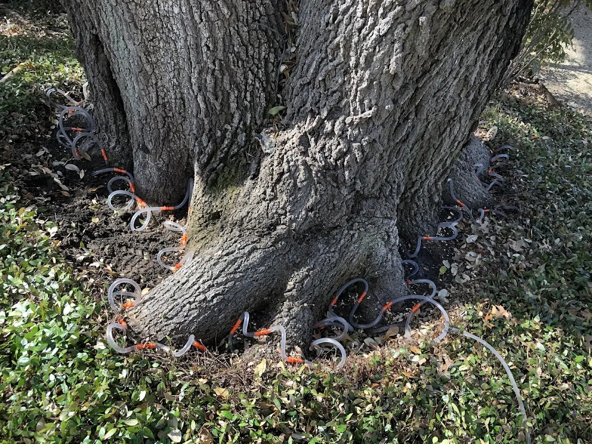 Detailed Tree Cabling and Bracing job site in Newman