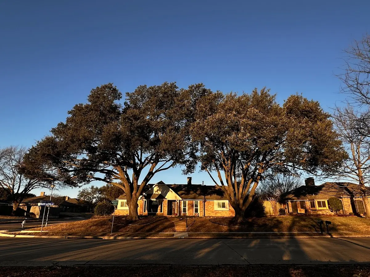 Established residential canopy tree shading a home in Newman